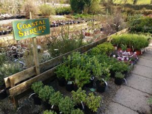 Deelish Garden Centre -- New Website, New Shopping Experience