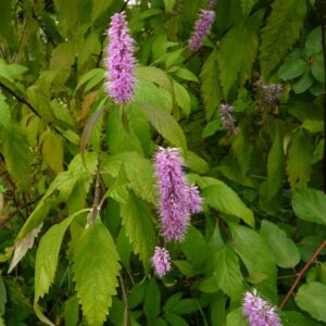 Elsholtzia stauntonii